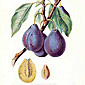Minton Archive British Fruit