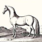 Horses & Equestrian